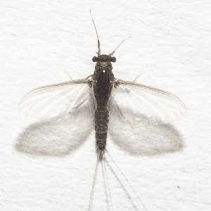  ( - RMNH.5015487)  @11 [ ] CreativeCommons - Attribution Non-Commercial Share-Alike (2018) Unspecified Naturalis Biodiversity Center