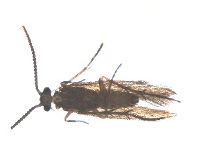  ( - RMNH.5015488)  @11 [ ] CreativeCommons - Attribution Non-Commercial Share-Alike (2018) Unspecified Naturalis Biodiversity Center
