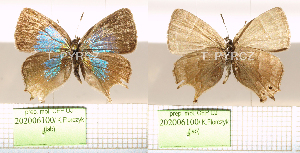  ( - CF-LYC-1090)  @11 [ ] by-nc-sa (2020) T. PYRCZ Jagiellonian University, Krak&oacute;w, Poland