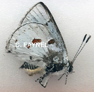  ( - CF-LYC-1171)  @11 [ ] by-nc-sa (2021) C. FAYNEL MNHN, Paris