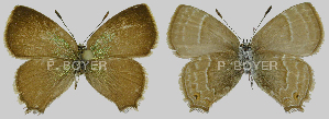  (Podanotum sp. RCB4W - CF-LYC-1223)  @11 [ ] by-nc-sa (2021) P. BOYER Jagiellonian University, Cracovia, Poland