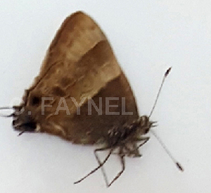  (Lamprospilus canacha - CF-LYC-1226)  @11 [ ] by-nc-sa (2021) C. FAYNEL MNHN, Paris