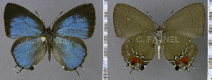  (Symbiopsis morpho - CF-LYC-1318)  @11 [ ] by-nc-sa (2021) C. FAYNEL MNHN, Paris