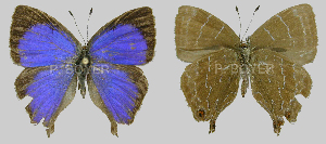  (Johnsonita carpia - CF-LYC-1372)  @11 [ ] by-nc-sa (2021) P. BOYER Unspecified