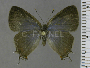  (Lamprospilus miradorCF - CF-LYC-1785)  @11 [ ] by-nc-sa (2022) C. FAYNEL MNHN, Paris