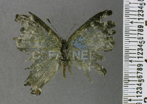  ( - CF-LYC-1786)  @11 [ ] by-nc-sa (2022) C. FAYNEL MNHN, Paris