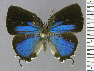  ( - CF-LYC-1796)  @11 [ ] by-nc-sa (2022) C. FAYNEL MNHN, Paris