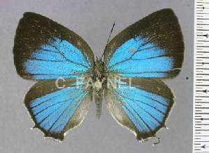  ( - CF-LYC-1799)  @11 [ ] by-nc-sa (2022) C. FAYNEL MNHN, Paris