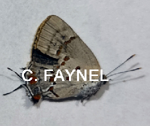  (Tmolus venustus - CF-LYC-1809)  @11 [ ] by-nc-sa (2022) C. FAYNEL MNHN, Paris