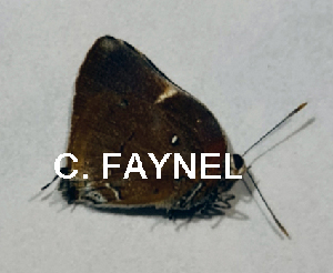  ( - CF-LYC-1810)  @11 [ ] by-nc-sa (2022) C. FAYNEL MNHN, Paris