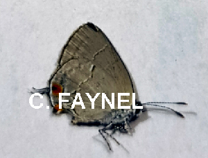  ( - CF-LYC-1816)  @11 [ ] by-nc-sa (2022) C. FAYNEL MNHN, Paris