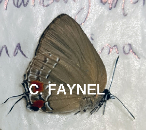  ( - CF-LYC-1846)  @11 [ ] by-nc-sa (2022) C. FAYNEL MNHN, Paris