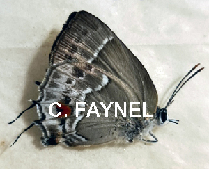  ( - CF-LYC-1849)  @11 [ ] by-nc-sa (2022) C. FAYNEL MNHN, Paris