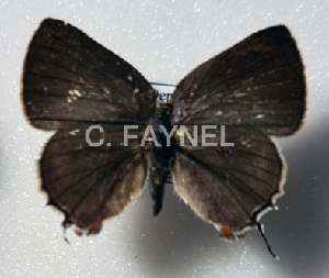  ( - CF-LYC-1872)  @11 [ ] by-nc-sa (2022) C. FAYNEL MNHN, Paris
