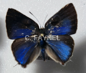  (Gargina panchaea - CF-LYC-1901)  @11 [ ] by-nc-sa (2022) C. FAYNEL MNHN, Paris