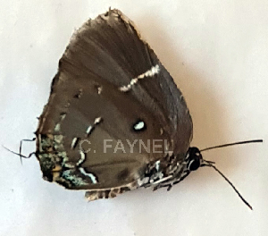  ( - CF-LYC-1922)  @11 [ ] by-nc-sa (2023) C. FAYNEL MNHN, Paris