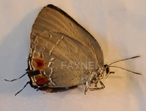  ( - CF-LYC-1929)  @11 [ ] by-nc-sa (2023) C. FAYNEL MNHN, Paris