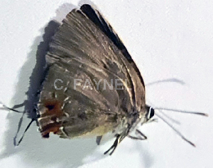  ( - CF-LYC-1958)  @11 [ ] by-nc-sa (2023) C. FAYNEL MNHN, Paris