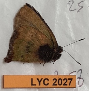  (Cyanophrys banosensis sp. CF2 - CF-LYC-2027)  @11 [ ] by-nc-sa (2023) MNHN MNHN, Paris