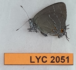  ( - CF-LYC-2051)  @11 [ ] by-nc-sa (2023) MNHN MNHN, Paris