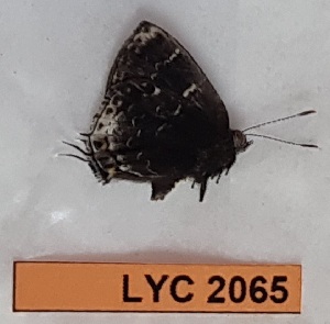  ( - CF-LYC-2065)  @11 [ ] by-nc-sa (2023) MNHN MNHN, Paris