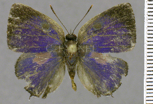  ( - CF-LYC-2094)  @11 [ ] by-nc-sa (2025) MNHN MNHN, Paris