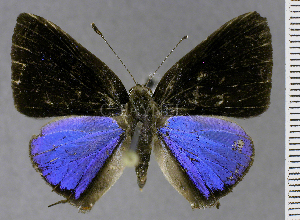  (Calycopis atnius sp. CF2 - CF-LYC-2113)  @11 [ ] by-nc-sa (2025) MNHN MNHN, Paris