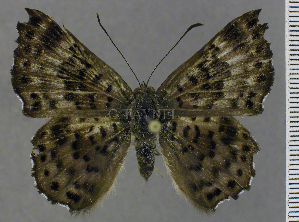  ( - CF-LYC-2122)  @11 [ ] by-nc-sa (2025) MNHN MNHN, Paris