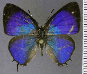  (Thestius epopea - CF-LYC-2149)  @11 [ ] by-nc-sa (2025) MNHN MNHN, Paris