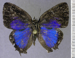  (Lathecla winnie - CF-LYC-2150)  @11 [ ] by-nc-sa (2025) MNHN MNHN, Paris