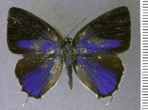  (Nicolaea torris - CF-LYC-2155)  @11 [ ] by-nc-sa (2025) MNHN MNHN, Paris