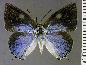 (Nicolaea socia - CF-LYC-2168)  @11 [ ] by-nc-sa (2025) MNHN MNHN, Paris