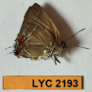  ( - CF-LYC-2193)  @11 [ ] by-nc-sa (2025) MNHN MNHN, Paris