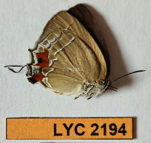  ( - CF-LYC-2194)  @11 [ ] by-nc-sa (2025) MNHN MNHN, Paris