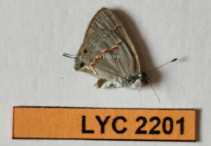  ( - CF-LYC-2201)  @11 [ ] by-nc-sa (2025) MNHN MNHN, Paris