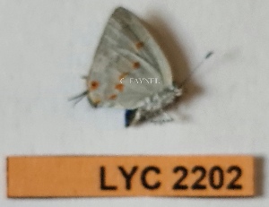  (Dicya lucagus - CF-LYC-2202)  @11 [ ] by-nc-sa (2025) MNHN MNHN, Paris