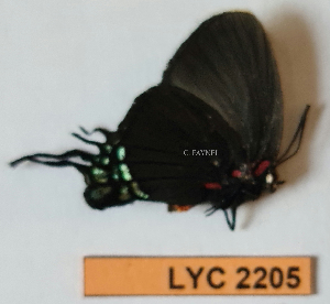  ( - CF-LYC-2205)  @11 [ ] by-nc-sa (2025) MNHN MNHN, Paris