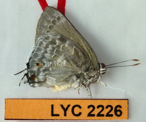  ( - CF-LYC-2226)  @11 [ ] by-nc-sa (2025) MNHN MNHN, Paris