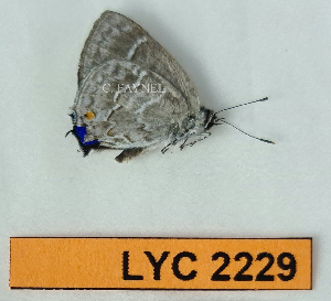  ( - CF-LYC-2229)  @11 [ ] by-nc-sa (2025) MNHN MNHN, Paris