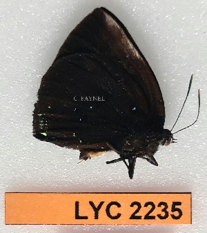  ( - CF-LYC-2235)  @11 [ ] by-nc-sa (2025) MNHN MNHN, Paris