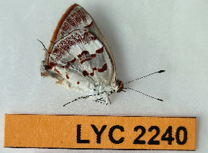  ( - CF-LYC-2240)  @11 [ ] by-nc-sa (2025) MNHN MNHN, Paris