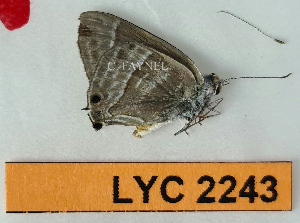  ( - CF-LYC-2243)  @11 [ ] by-nc-sa (2025) MNHN MNHN, Paris