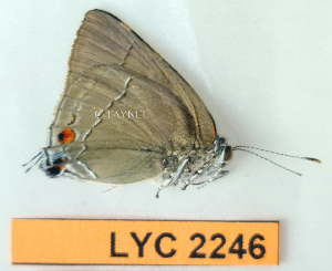  ( - CF-LYC-2246)  @11 [ ] by-nc-sa (2025) MNHN MNHN, Paris