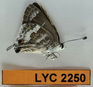  ( - CF-LYC-2250)  @11 [ ] by-nc-sa (2025) MNHN MNHN, Paris