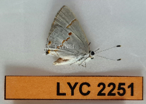  ( - CF-LYC-2251)  @11 [ ] by-nc-sa (2025) MNHN MNHN, Paris