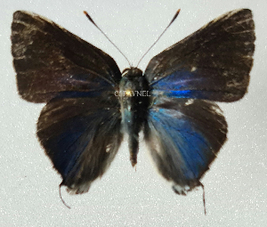  ( - CF-LYC-2275)  @11 [ ] by-nc-sa (2025) MNHN MNHN, Paris