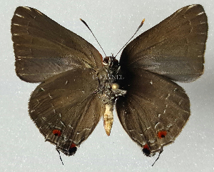  ( - CF-LYC-2280)  @11 [ ] by-nc-sa (2025) MNHN MNHN, Paris