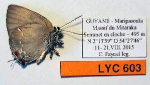  (Siderus leucophaeus - CF-LYC-603)  @12 [ ] CreativeCommons - Attribution Non-Commercial Share-Alike (2015) C. FAYNEL MNHN, Paris