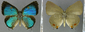  (Olynthus sp - CF-LYC-945)  @11 [ ] CreativeCommons - Attribution Non-Commercial Share-Alike (2018) C. FAYNEL MNHN, Paris