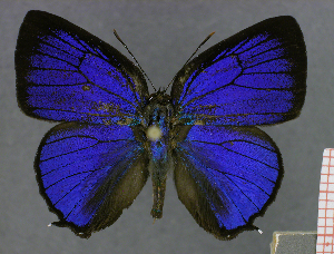  (Paraspiculatus azul - CF-LYC-158)  @13 [ ] CreativeCommons - Attribution Non-Commercial Share-Alike (2012) C. FAYNEL MNHN, Paris